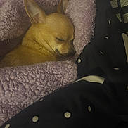 Dolce joined the competition — help win amazing prizes! bedding, blanket, chihuahua, close_up, cozy, dog, ears, fabric, fur, indoor, muzzle, nap, pet, polka_dot, portrait, purple_blanket, sleeping, small_dog, soft_texture, whiskers