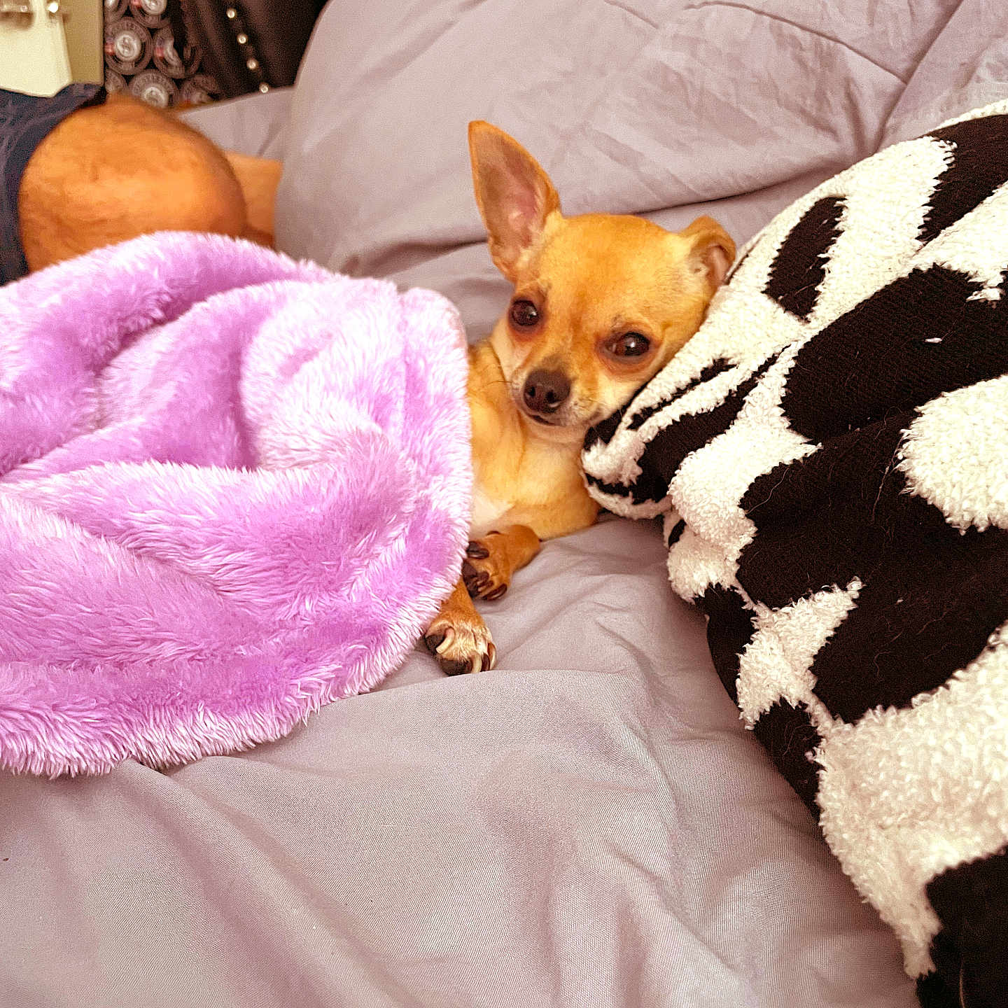 Dolce