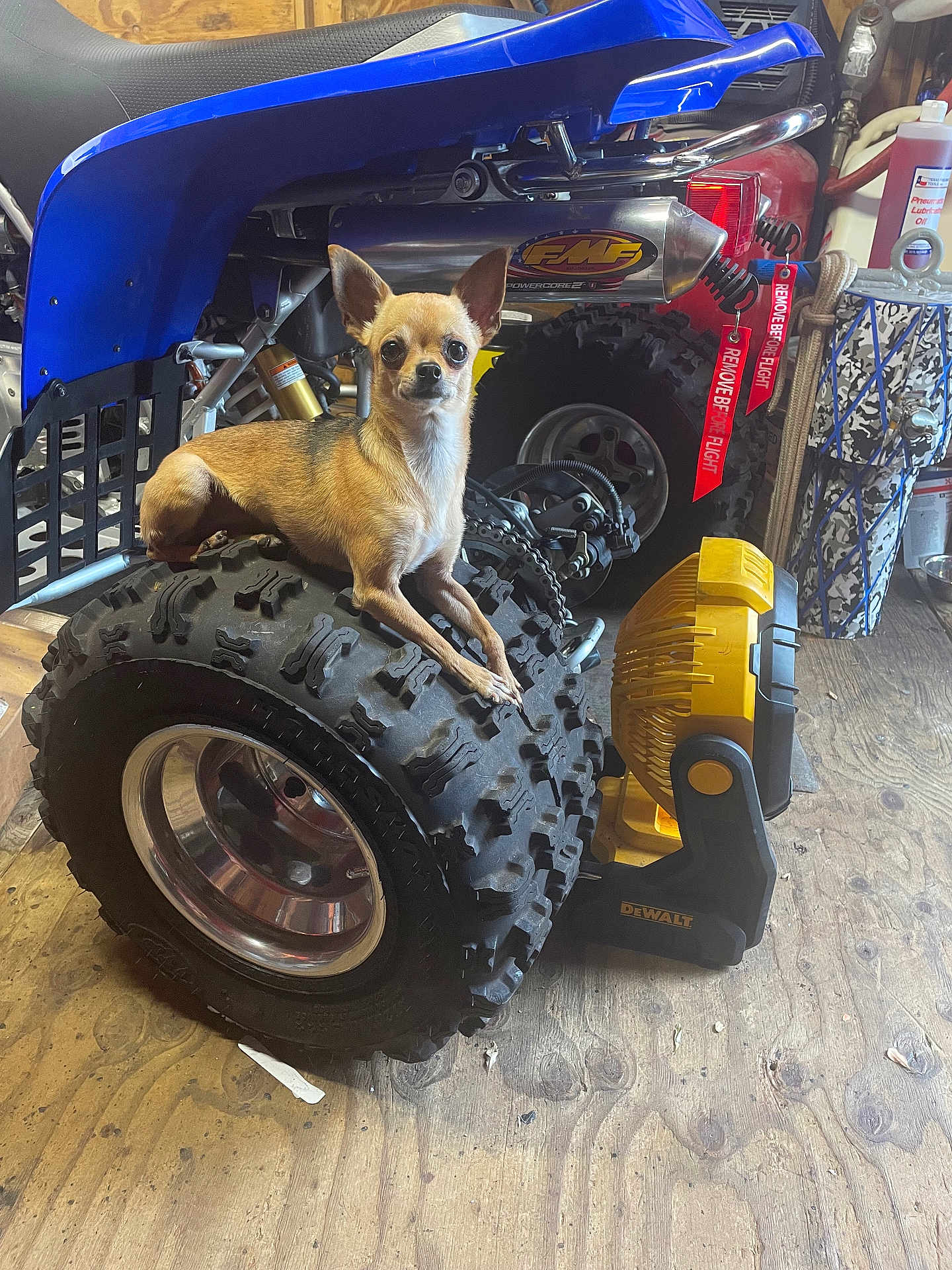 Dolce is registered to the contest to win money with this photo: alloywheel, animal, architecture, building, canine, car, carwheel, dog, headlight, machine, outdoors, pet, puppy, shelter, spoke, suspension, tire, transportation, vehicle, wheel