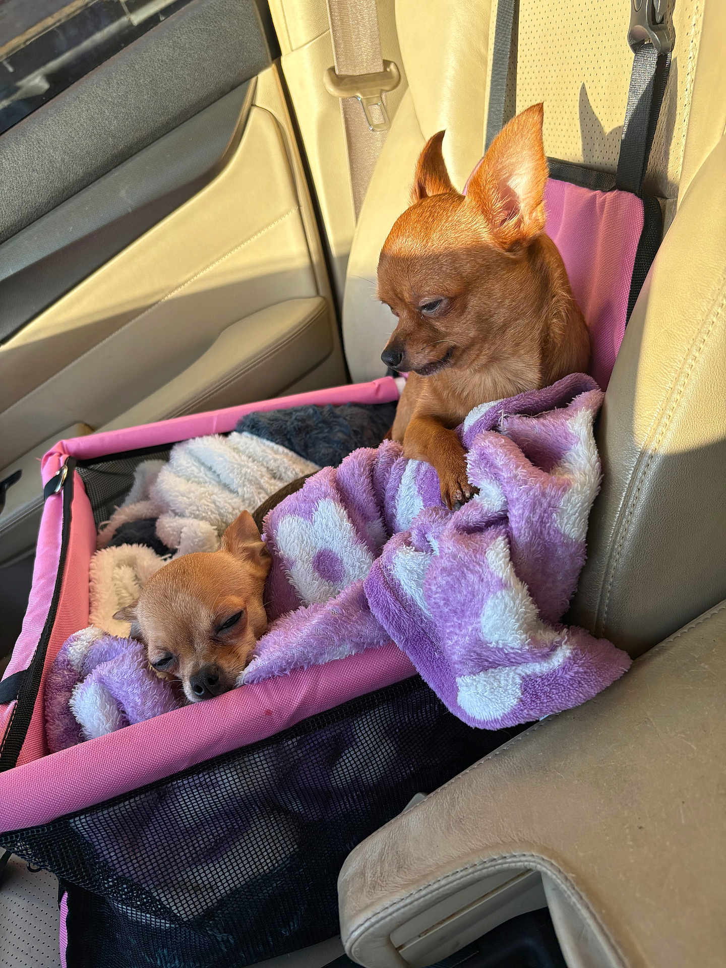 Gabbana joined the competition — help win amazing prizes! dog, chihuahua, pet_carrier, blanket, car_seat, sunlight, sleeping, resting, small_dog, furry, cozy, indoor, vehicle_interior, seatbelt, pink, purple, leather_seat, mesh, cute, animal