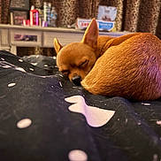 Gabbana joined the competition — help win amazing prizes! dog, sleeping, bed, blanket, brown, indoor, cozy, small_dog, curled_up, furniture, dressing_table, curtains, leopard_print, resting, pet, animal, close_up, cute, domestic, quiet