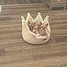 dogs, chihuahuas, small_dogs, pets, animals, three_dogs, dog_faces, pointy_ears, brown_fur, tan_fur, puppy, pet_bed, crown_bed, plush_bed, pink_blanket, indoor, wood_floor, dresser, sitting, cute