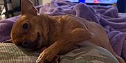 Gabbana joined the competition — help win amazing prizes! dog, small_dog, chihuahua, pet, animal, lap, blanket, purple_blanket, camouflage_shirt, indoor, cozy, snuggling, relaxed, blurred_background, television, fur, paw, ear, resting, closeup