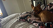 Gabbana is registered to the contest to win money with this photo: animal, bed, bedroom, blanket, brown_dog, chihuahua, cozy, cute, dog, fabric, furniture, indoor, looking_back, mirror, pet, reflection, resting, small_dog, soft_light, window