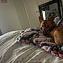 Gabbana is registered to the contest to win money with this photo: dog, small_dog, chihuahua, bed, blanket, indoor, mirror, reflection, brown_dog, looking_back, soft_light, window, bedroom, cozy, fabric, furniture, resting, pet, animal, cute