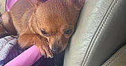 Gabbana joined the competition — help win amazing prizes! animal, brown_fur, car, car_seat, chihuahua, cute, dog, ears, face, indoor, leather, paw, pet, pet_carrier, pink, portrait, puppy, sitting, sleepy, small_dog