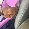 dog, chihuahua, small_dog, brown_fur, puppy, pet, animal, sleepy, ears, face, paw, sitting, car, car_seat, pet_carrier, pink, leather, indoor, portrait, cute