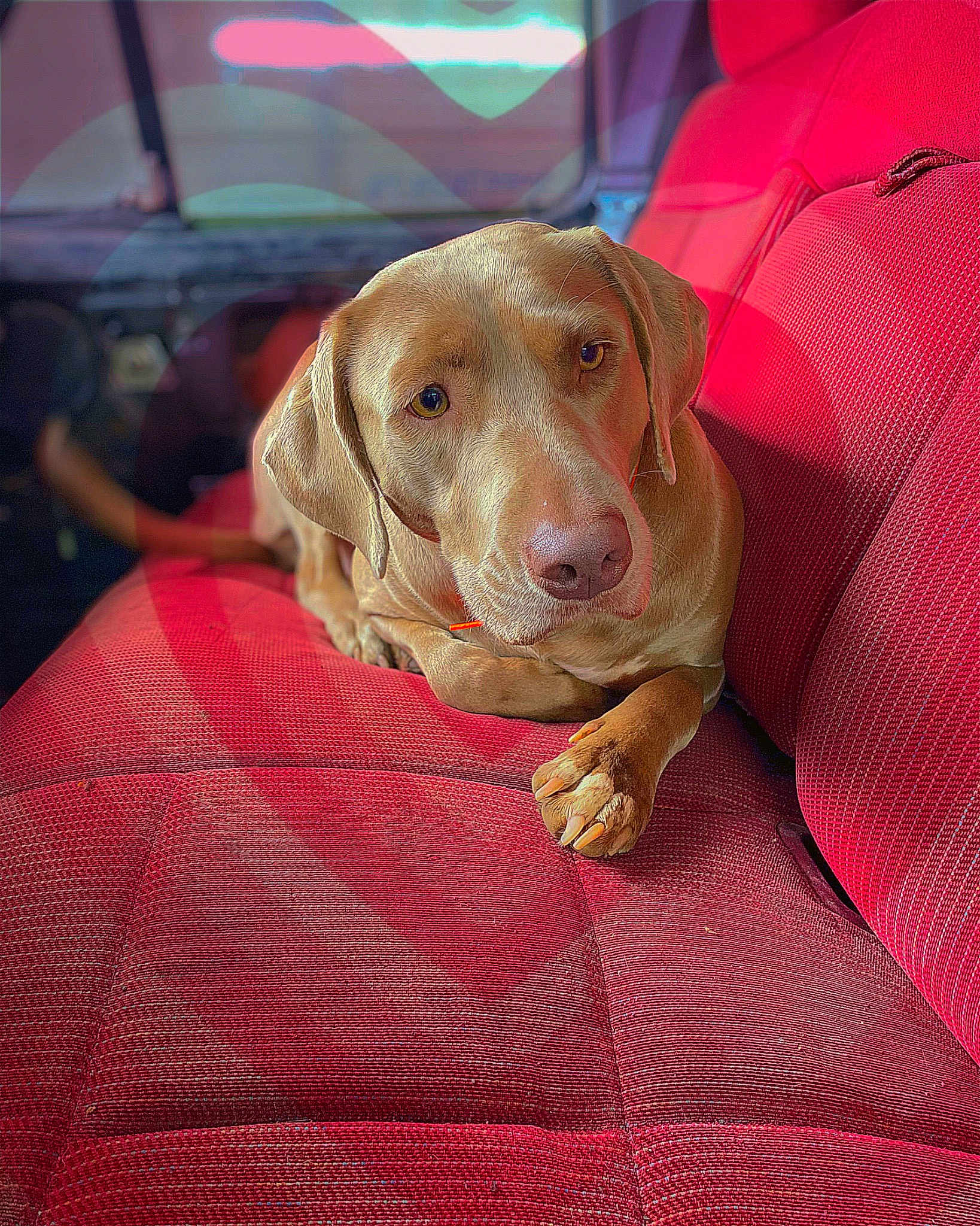 Dixie