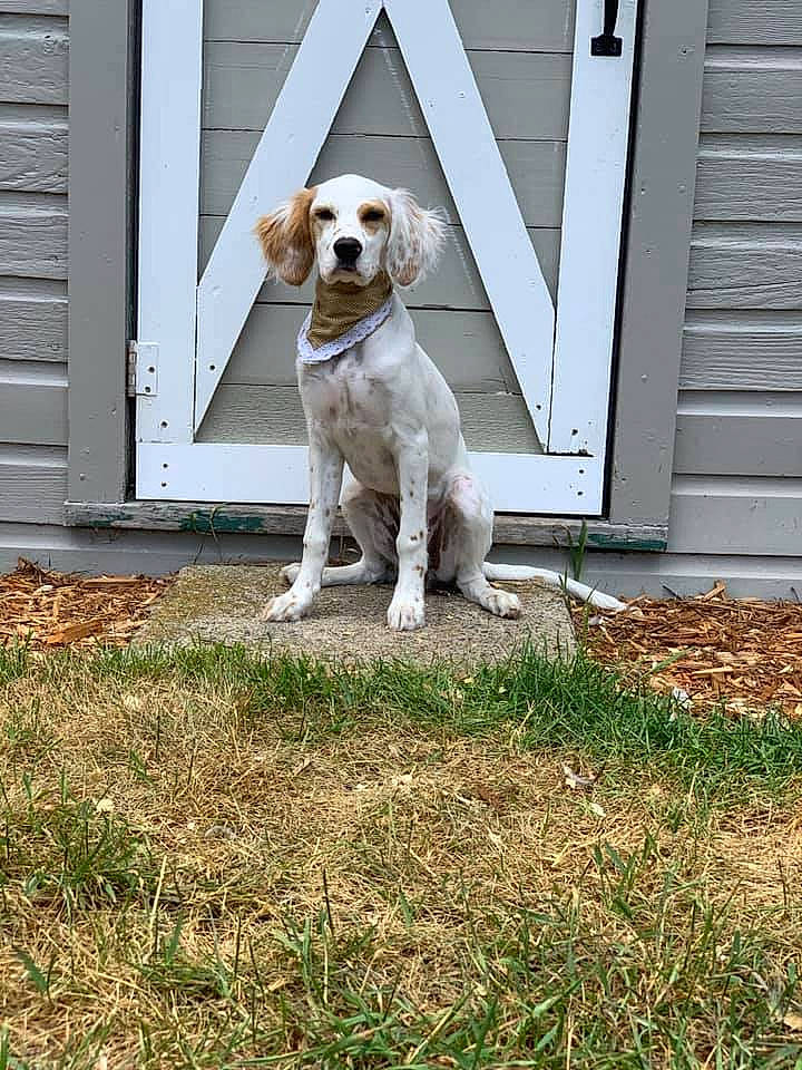 Millie is registered to the contest to win money with this photo: canidae, carnivore, collar, companion_dog, dog, dog_breed, dog_collar, dog_supply, door, fawn, grass, gun_dog, pet_supply, siding, snout, sporting_group, tail, tennis_ball, wood, working_animal