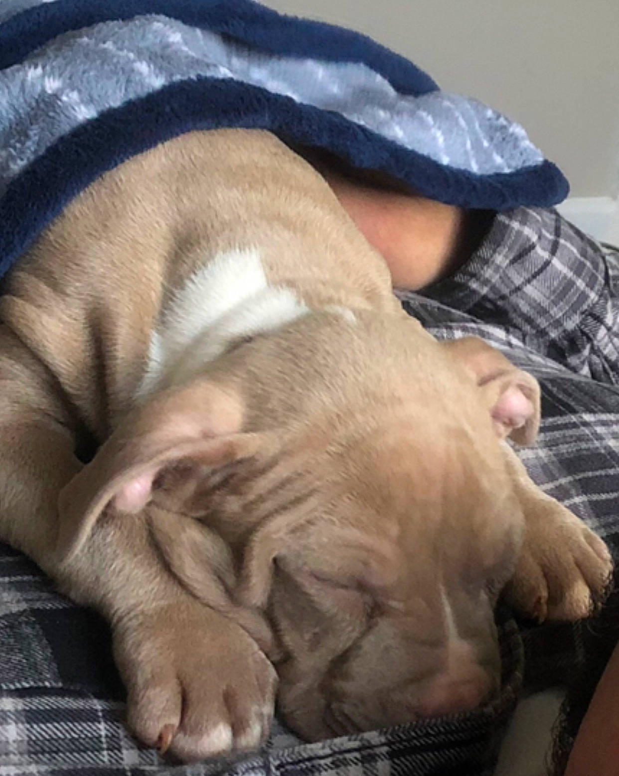 Kiedis joined the competition — help win amazing prizes! canidae, carnivore, comfort, companion_dog, dog, dog_breed, ear, fawn, felidae, fur, linens, nap, non_sporting_group, small_to_medium_sized_cats, snout, sporting_group, terrestrial_animal, whiskers, working_animal, wrinkle