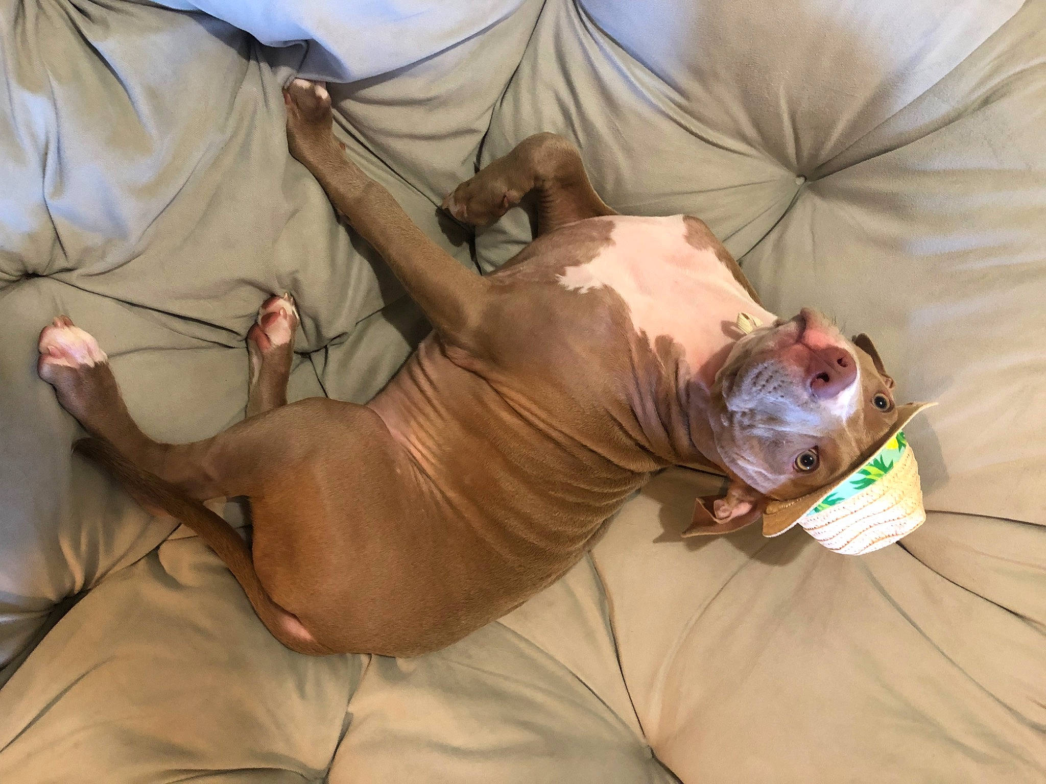 Kiedis joined the competition — help win amazing prizes! canidae, chest, comfort, fawn, flesh, landscape, liver, room, sporting_group, terrestrial_animal, wrinkle