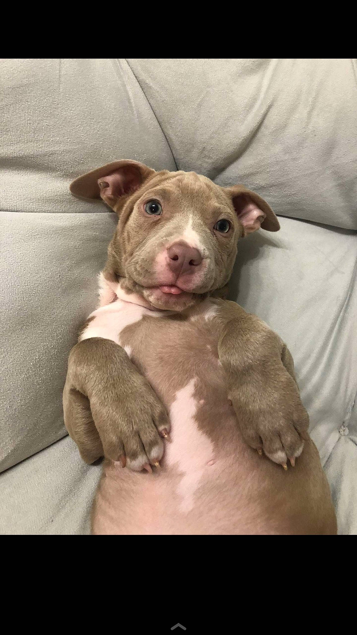 Kiedis joined the competition — help win amazing prizes! canidae, carnivore, comfort, companion_dog, dog, dog_breed, fawn, flesh, fur, liver, non_sporting_group, snout, sporting_group, terrestrial_animal, working_animal