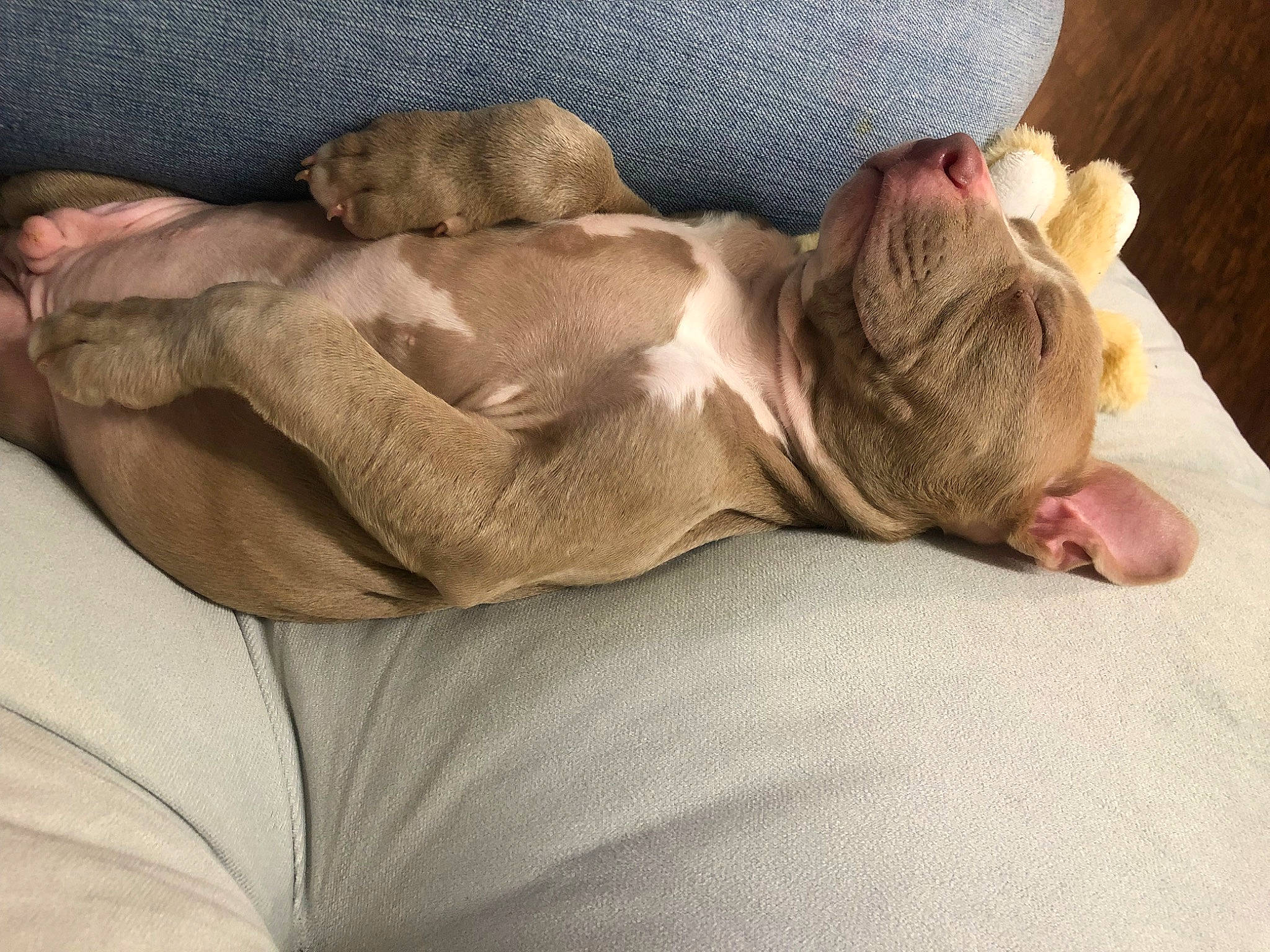 Kiedis is registered to the contest to win money with this photo: bed, bed_sheet, bedding, carnivore, comfort, domestic_short_haired_cat, fawn, felidae, fur, grey, human_leg, leg, linens, nap, small_to_medium_sized_cats, sporting_group, tail, whiskers, wood, wrinkle