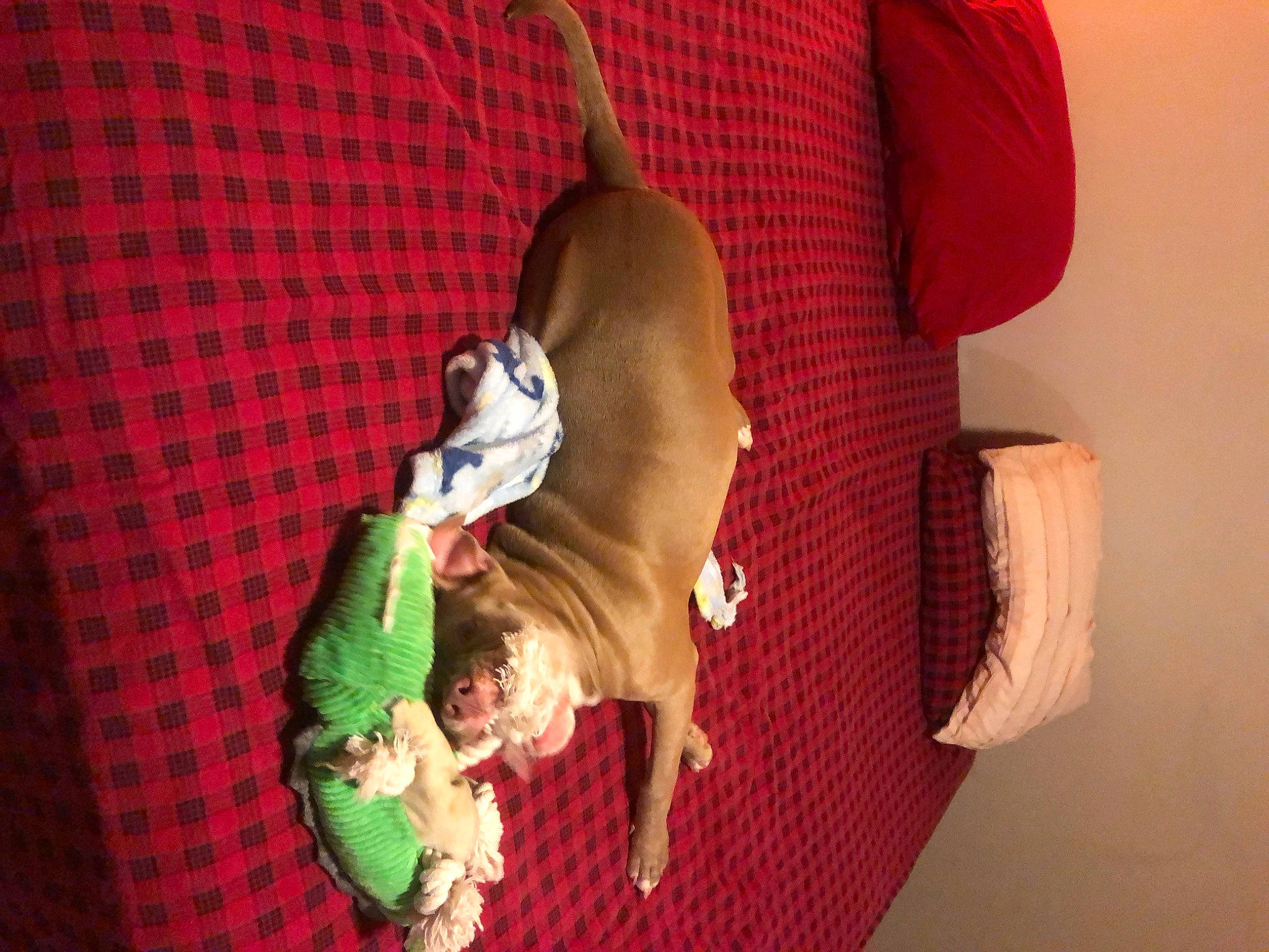 Kiedis joined the competition — help win amazing prizes! bag, carmine, carnivore, child, comfort, companion_dog, dog, dog_breed, dog_supply, fashion_accessory, fawn, fur, linens, magenta, pattern, plaid, room, sleeve, tartan, toy_dog