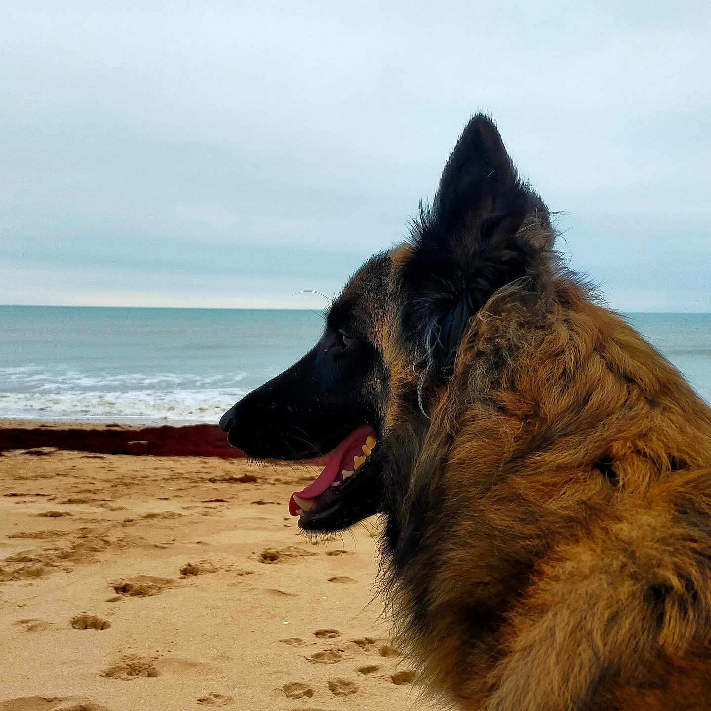 Upson a rejoint le concours — aidez-le/la à gagner de superbes lots ! animal, beach, canine, coast, collie, dog, germanshepherd, nature, outdoors, pet, policedog, puppy, sand, sea, shoreline, water