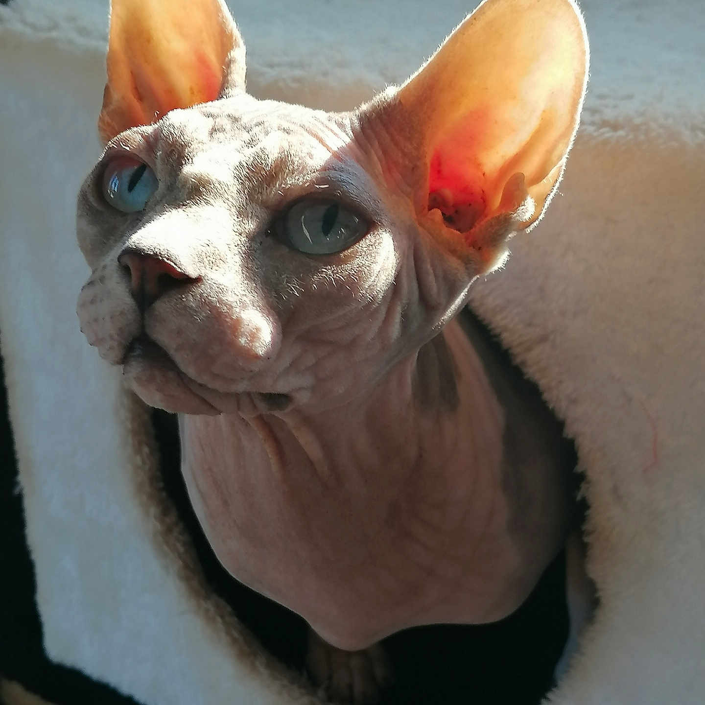 Orphée a rejoint le concours — aidez-le/la à gagner de superbes lots ! animal, cat, cat_house, close_up, cozy, curious, cute, domestic, ears, feline, furless, indoor, peeking, pet, portrait, soft_texture, sphynx_cat, sunlight, warm_light, wrinkled_skin