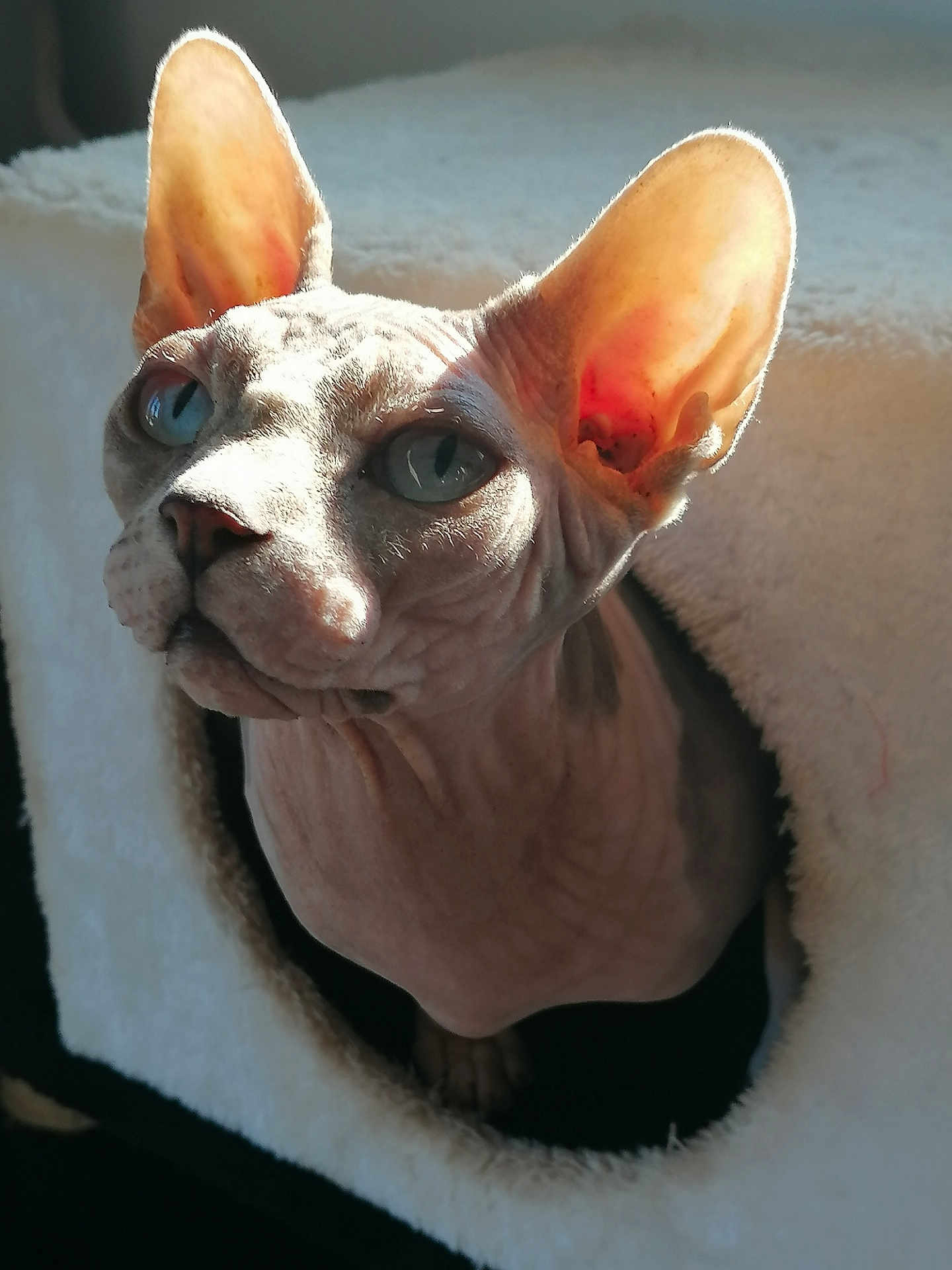 Orphée a rejoint le concours — aidez-le/la à gagner de superbes lots ! sphynx_cat, cat, pet, indoor, close_up, cozy, cat_house, furless, wrinkled_skin, ears, sunlight, animal, curious, feline, portrait, soft_texture, warm_light, peeking, domestic, cute
