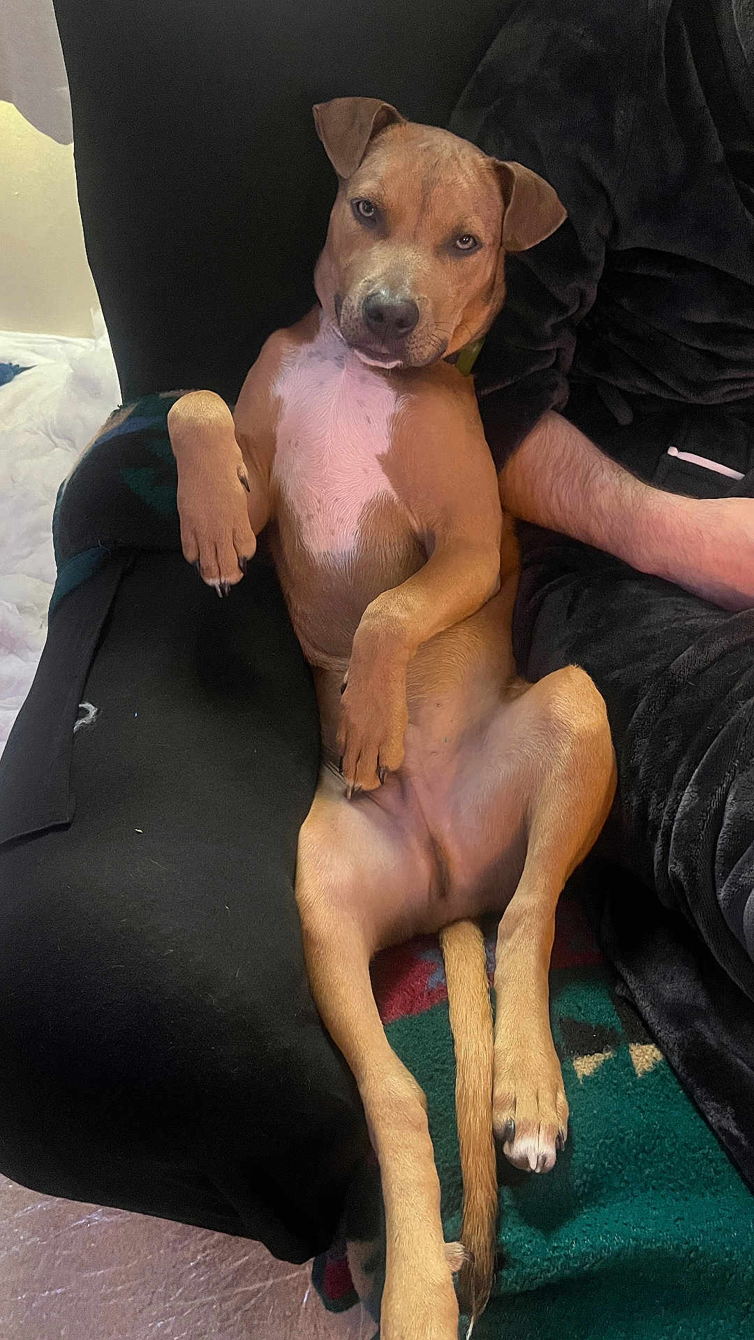 Dexter joined the competition — help win amazing prizes! dog, brown_dog, pet, animal, couch, indoor, relaxing, human_arm, furniture, blanket, paw, tail, companion, resting, canine, cozy, casual_pose, looking_at_camera, black_fabric, living_room