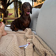 Gaston participe au concours pour gagner de l'argent avec cette photo : dog, dachshund, brown_dog, pet, sitting, tongue_out, happy, outdoor, backyard, sofa, cushion, blanket, human_feet, trees, hammock, garden, sunlight, portrait, companion_animal, relaxed