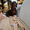dog, dachshund, brown_dog, pet, sitting, tongue_out, happy, outdoor, backyard, sofa, cushion, blanket, human_feet, trees, hammock, garden, sunlight, portrait, companion_animal, relaxed