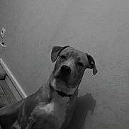 Tiger participe au concours pour gagner de l'argent avec cette photo : dog, indoor, wall, shadow, sitting, calm, pet, animal, floor, collar, monochrome, black_and_white, texture, quiet, companion, domestic, canine, portrait, house, flooring