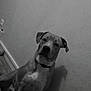 dog, indoor, wall, shadow, sitting, calm, pet, animal, floor, collar, monochrome, black_and_white, texture, quiet, companion, domestic, canine, portrait, house, flooring