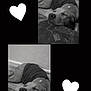 dog, sleeping, black_and_white, shirt, cushion, floor, indoor, pet, resting, cozy, heart_shape, collar, animal, quiet, calm, home, dog_breed, relaxation, portrait, two_photos