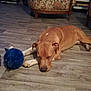 dog, sleeping, toy, blue, floor, wooden_floor, armchair, floral_pattern, indoor, furniture, pet, resting, brown_dog, cozy, quiet, home, relaxation, animal, sleep, calm