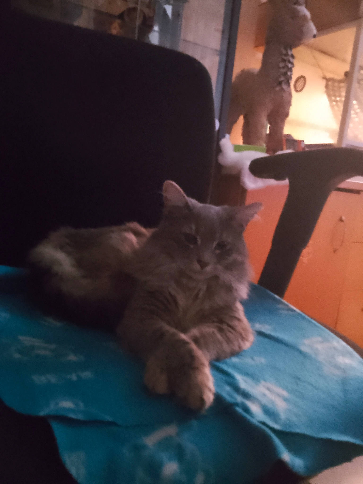Nala