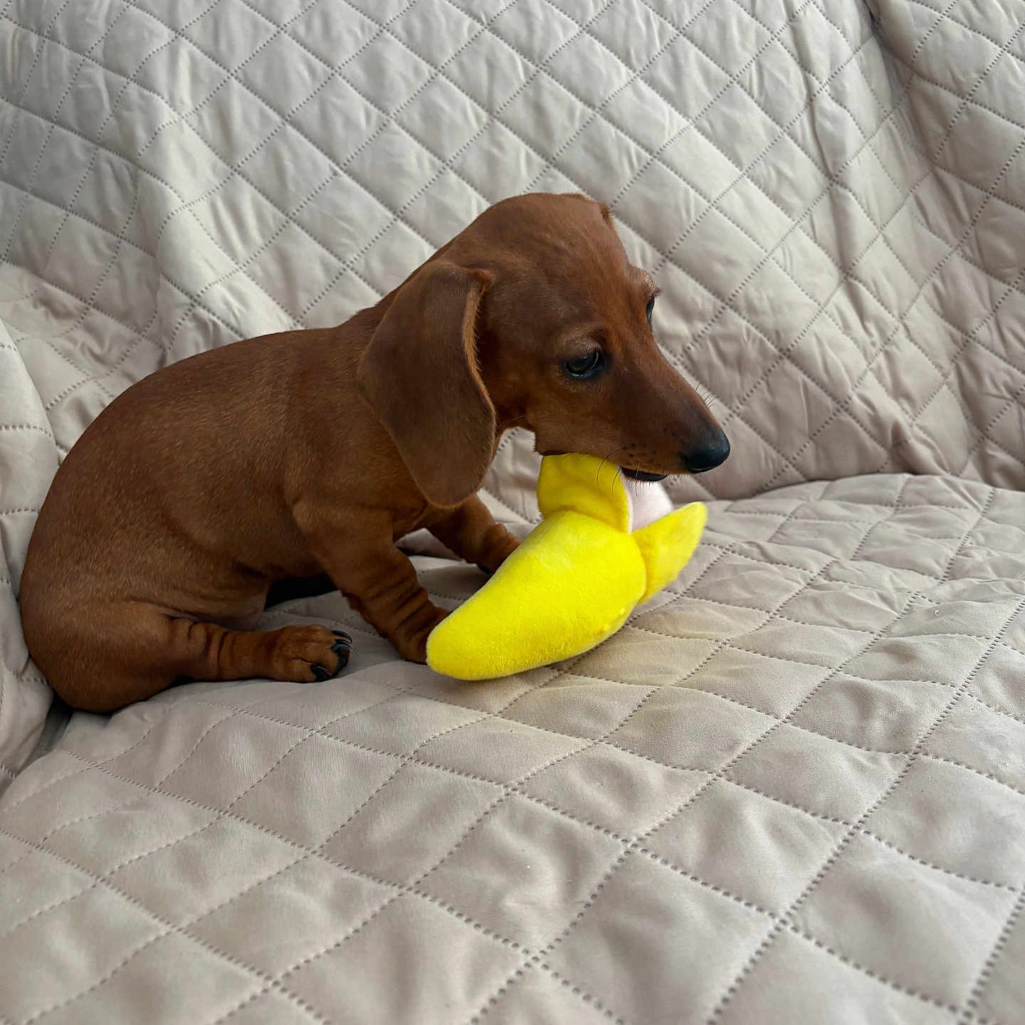 Astet a rejoint le concours — aidez-le/la à gagner de superbes lots ! animal, banana, brown, chewing, companion, couch, cute, dachshund, dog, domestic, fabric, indoor, pet, playful, plush, puppy, quilted, sitting, small, toy