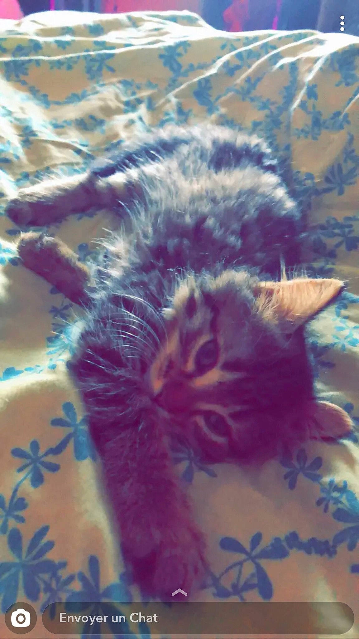 Simba a rejoint le concours — aidez-le/la à gagner de superbes lots ! carnivore, cat, felidae, fur, kitten, small_to_medium_sized_cats, snout, terrestrial_animal, whiskers