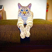Tigrou a rejoint le concours — aidez-le/la à gagner de superbes lots ! cat, blue_eyes, paws, stretching, tabby, fur, whiskers, indoor, ottoman, sofa, centered, portrait, pet, animal_portrait, shallow_depth_of_field, blurred_background, symmetry, cozy, curious, focused