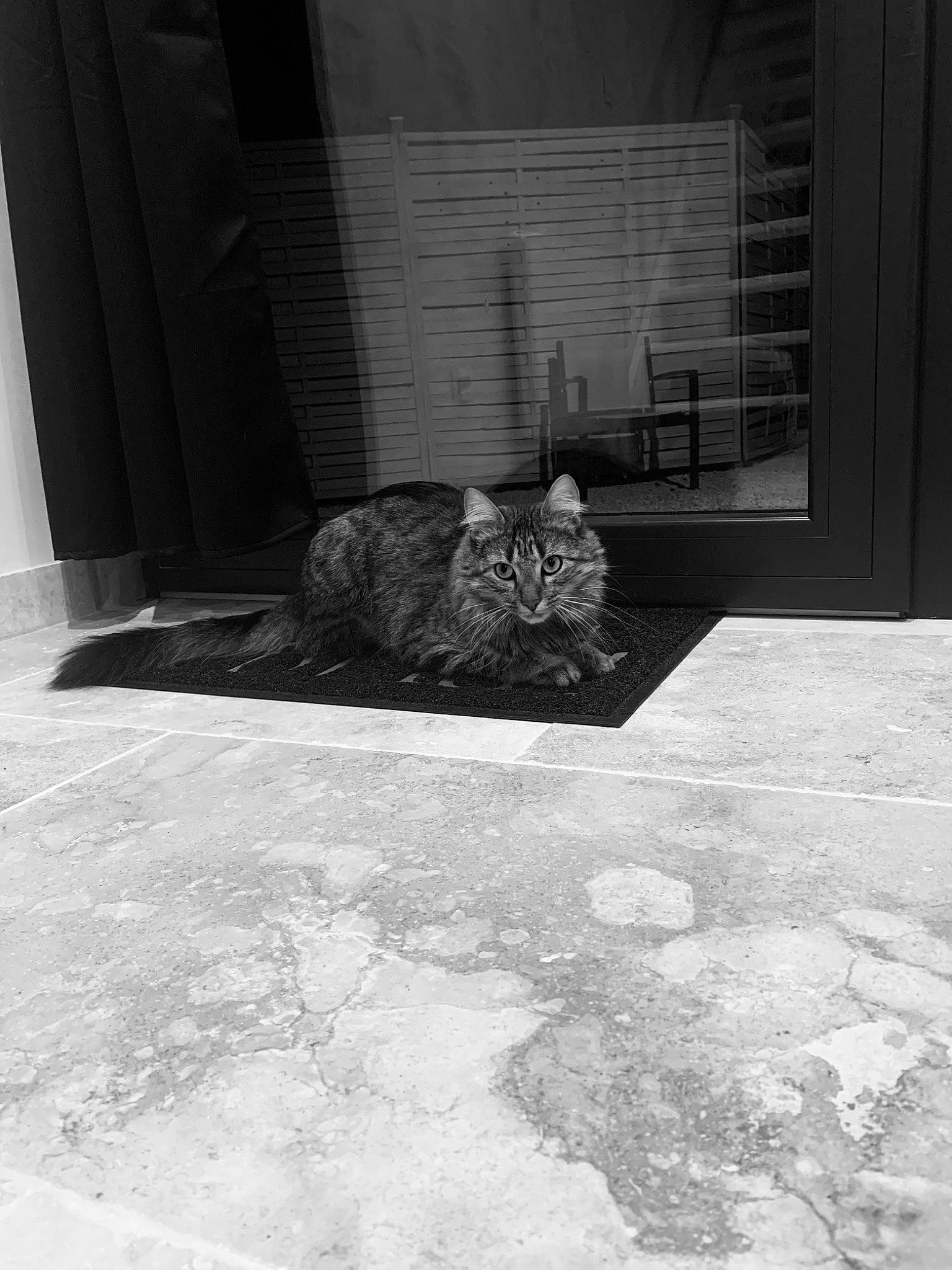 Simba participe au concours pour gagner de l'argent avec cette photo : black, black_and_white, carnivore, cat, felidae, floor, flooring, grey, monochrome, monochrome_photography, road_surface, sidewalk, small_to_medium_sized_cats, snout, style, tail, tints_and_shades, whiskers, window, wood