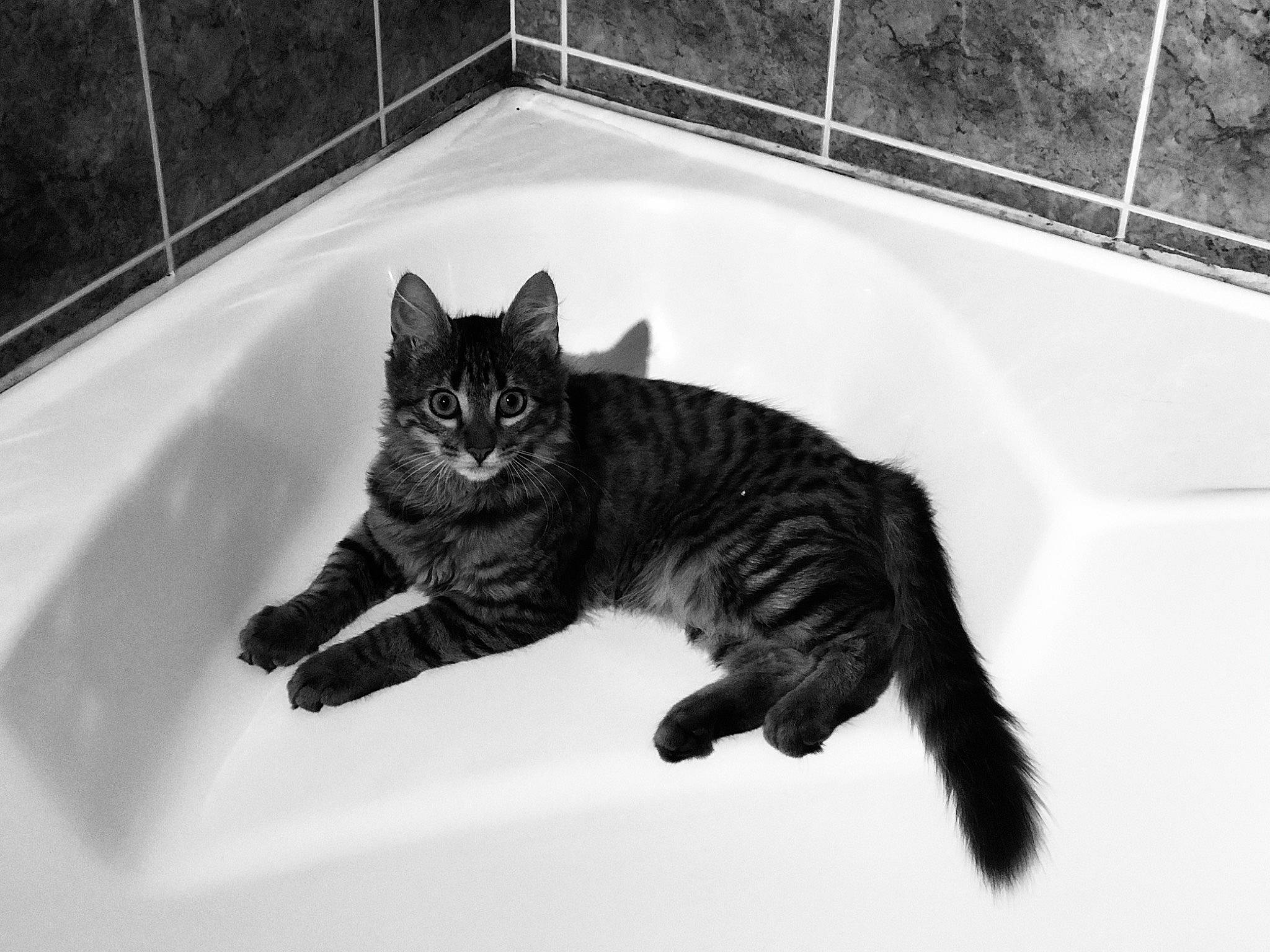 Simba participe au concours pour gagner de l'argent avec cette photo : bathtub, black, black_and_white, carnivore, cat, domestic_short_haired_cat, felidae, fur, monochrome, monochrome_photography, paw, plant, small_to_medium_sized_cats, snout, style, tail, water, whiskers, white, window