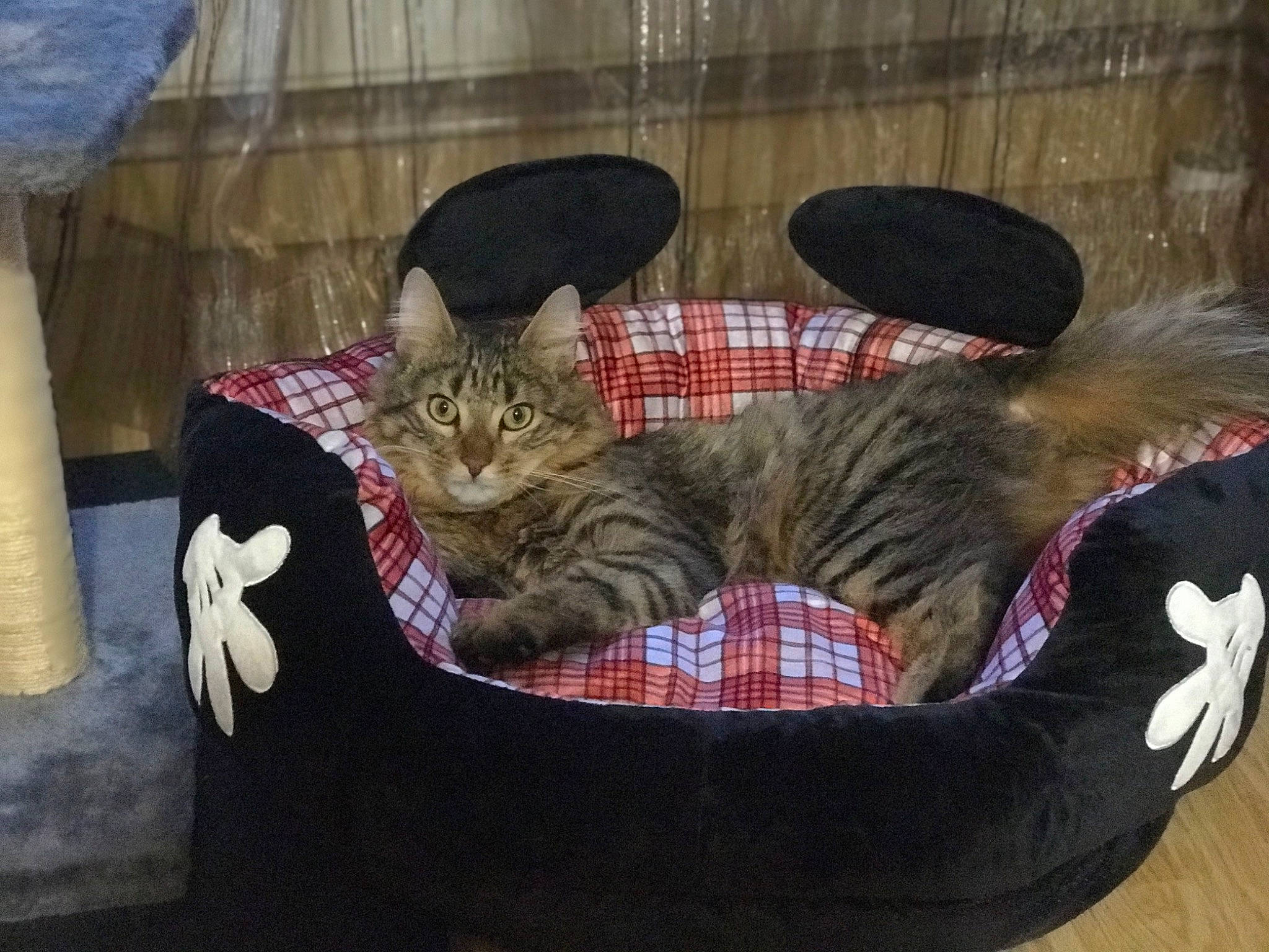 Simba a rejoint le concours — aidez-le/la à gagner de superbes lots ! carnivore, cat, cat_bed, cat_supply, claw, comfort, domestic_short_haired_cat, fawn, felidae, fur, linens, nap, paw, pet_supply, sleep, small_to_medium_sized_cats, tail, terrestrial_animal, whiskers