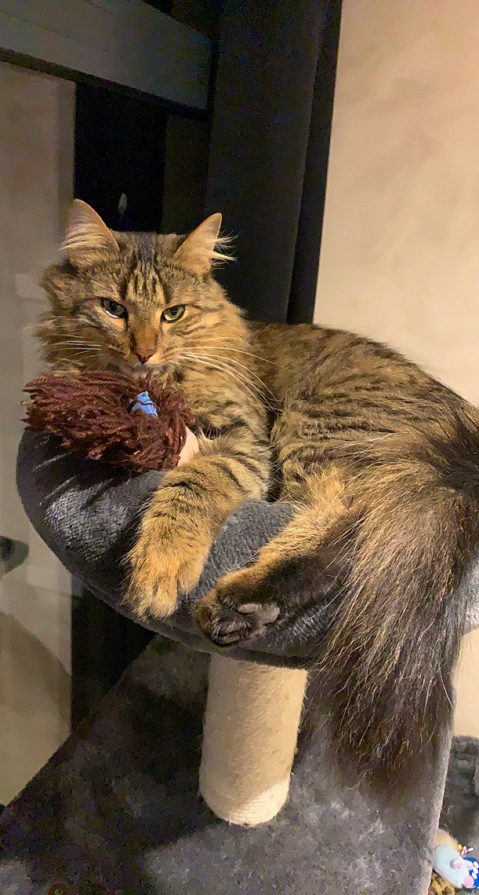 Simba a rejoint le concours — aidez-le/la à gagner de superbes lots ! art, bobcat, carnivore, cat, claw, domestic_short_haired_cat, fashion_accessory, fawn, felidae, fur, human_leg, paw, sitting, small_to_medium_sized_cats, snout, tail, terrestrial_animal, whiskers, wildlife, window