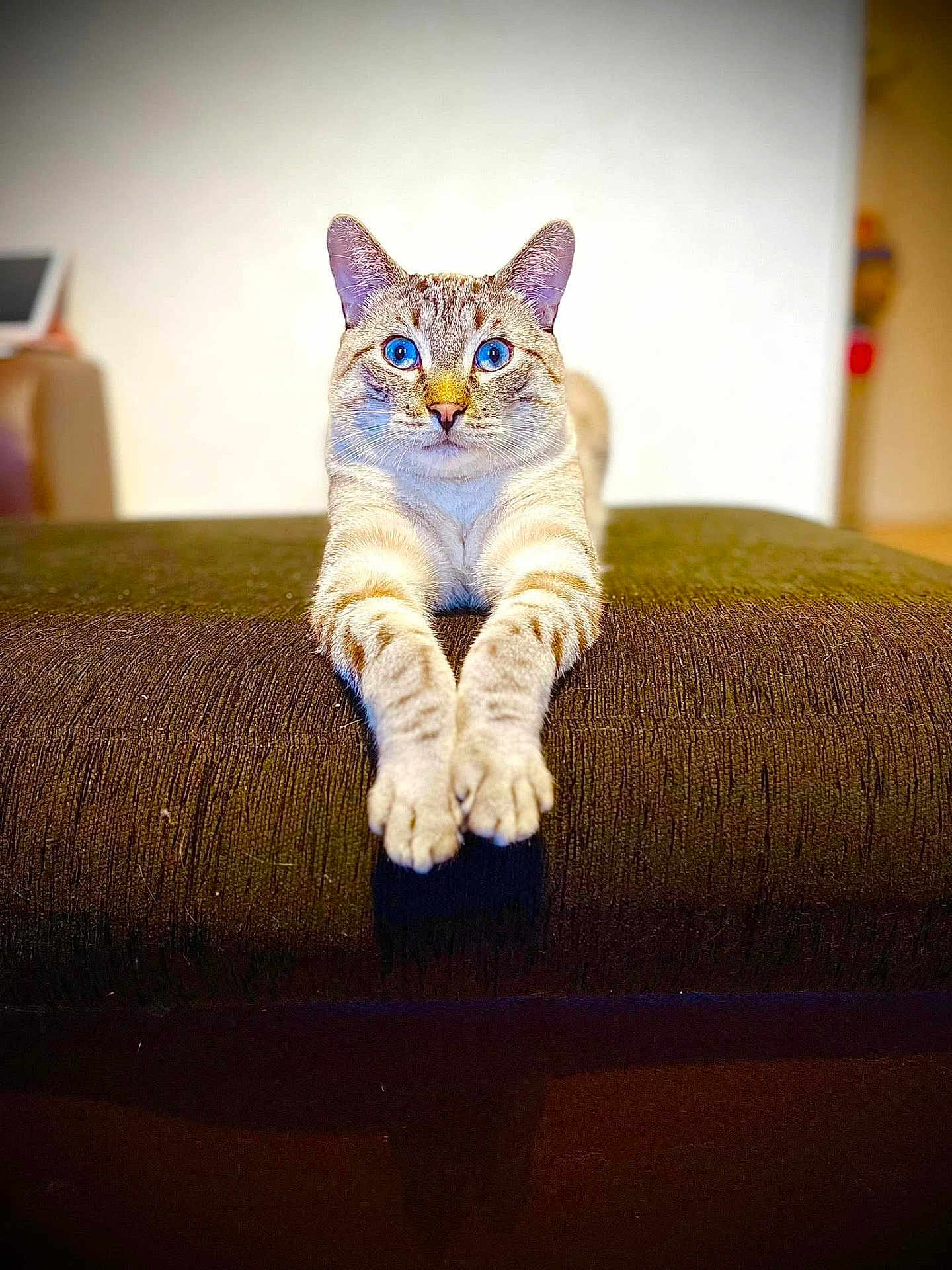 Tigrou a rejoint le concours — aidez-le/la à gagner de superbes lots ! cat, blue_eyes, paws, stretching, tabby, fur, whiskers, indoor, ottoman, sofa, centered, portrait, pet, animal_portrait, shallow_depth_of_field, blurred_background, symmetry, cozy, curious, focused