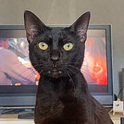 Bamako participe au concours pour gagner de l'argent avec cette photo : black_cat, cat, pet, animal, indoor, yellow_eyes, whiskers, fur, ears, face, closeup, domestic_cat, feline, curious, alert, sitting, household, television, background, orange_cup