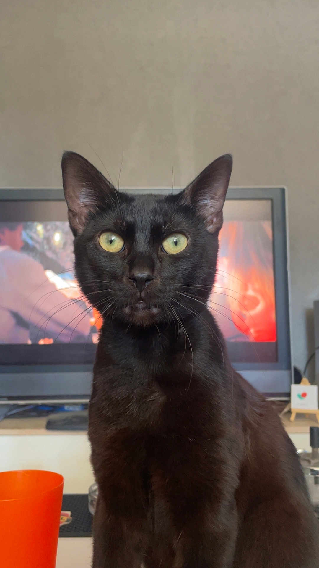Bamako participe au concours pour gagner de l'argent avec cette photo : black_cat, cat, pet, animal, indoor, yellow_eyes, whiskers, fur, ears, face, closeup, domestic_cat, feline, curious, alert, sitting, household, television, background, orange_cup
