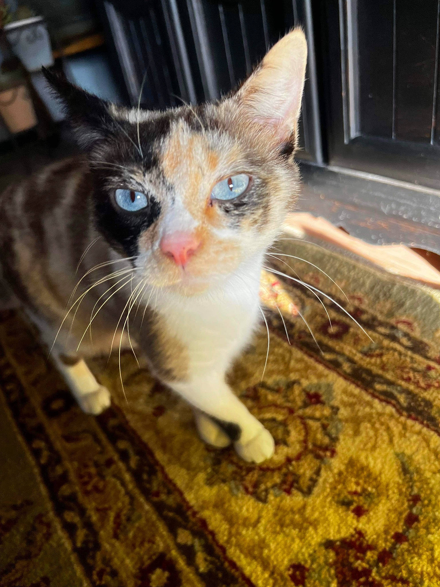 Moo Moo joined the competition — help win amazing prizes! carnivore, cat, claw, domestic_short_haired_cat, fawn, felidae, flooring, foot, fur, grass, mammal, paw, small_to_medium_sized_cats, snout, tail, terrestrial_animal, whiskers, wood