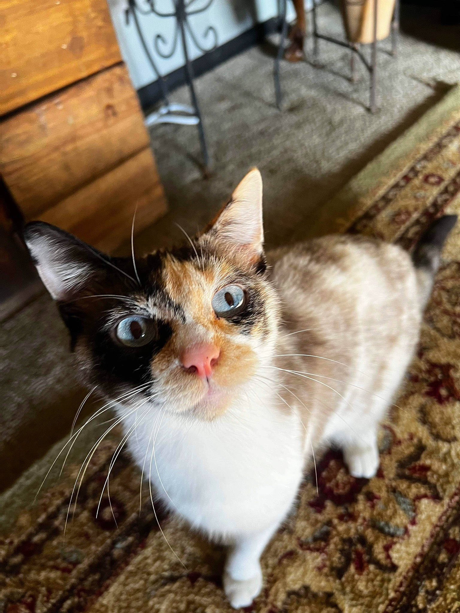 Moo Moo is registered to the contest to win money with this photo: carnivore, cat, chair, domestic_short_haired_cat, fawn, felidae, flooring, fur, grass, hardwood, paw, small_to_medium_sized_cats, snout, tail, terrestrial_animal, whiskers, wood