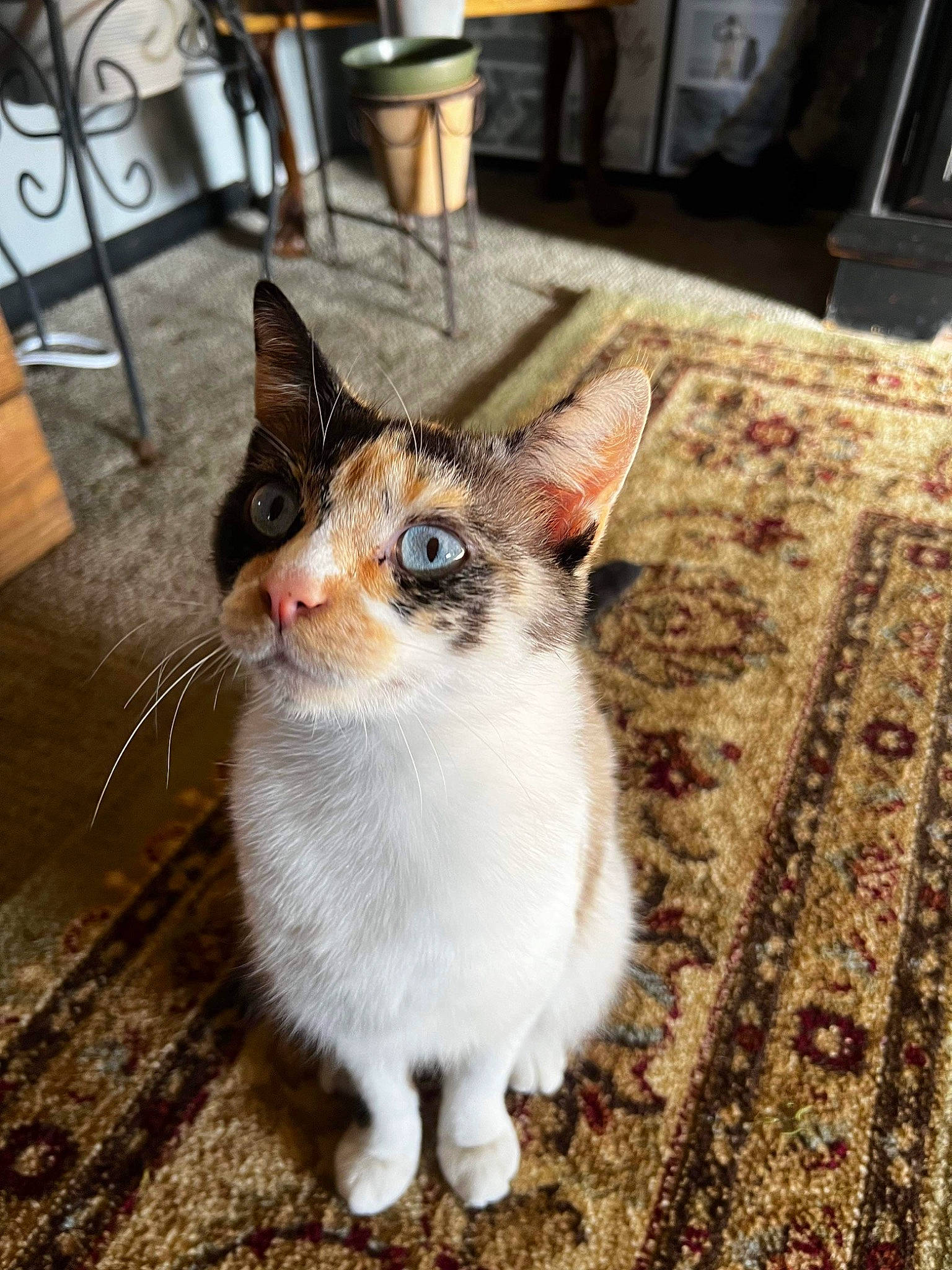 Moo Moo joined the competition — help win amazing prizes! carnivore, cat, chair, domestic_short_haired_cat, fawn, felidae, flooring, fur, hardwood, small_to_medium_sized_cats, snout, tail, terrestrial_animal, whiskers, wood