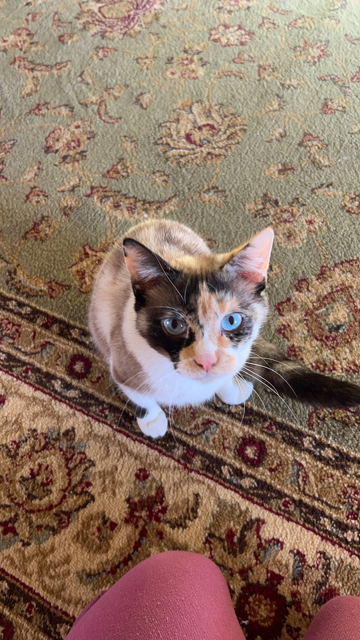 Moo Moo is registered to the contest to win money with this photo: carnivore, cat, domestic_short_haired_cat, fawn, felidae, flooring, foot, fur, grass, hardwood, paw, road_surface, sitting, small_to_medium_sized_cats, snout, tail, whiskers, wood