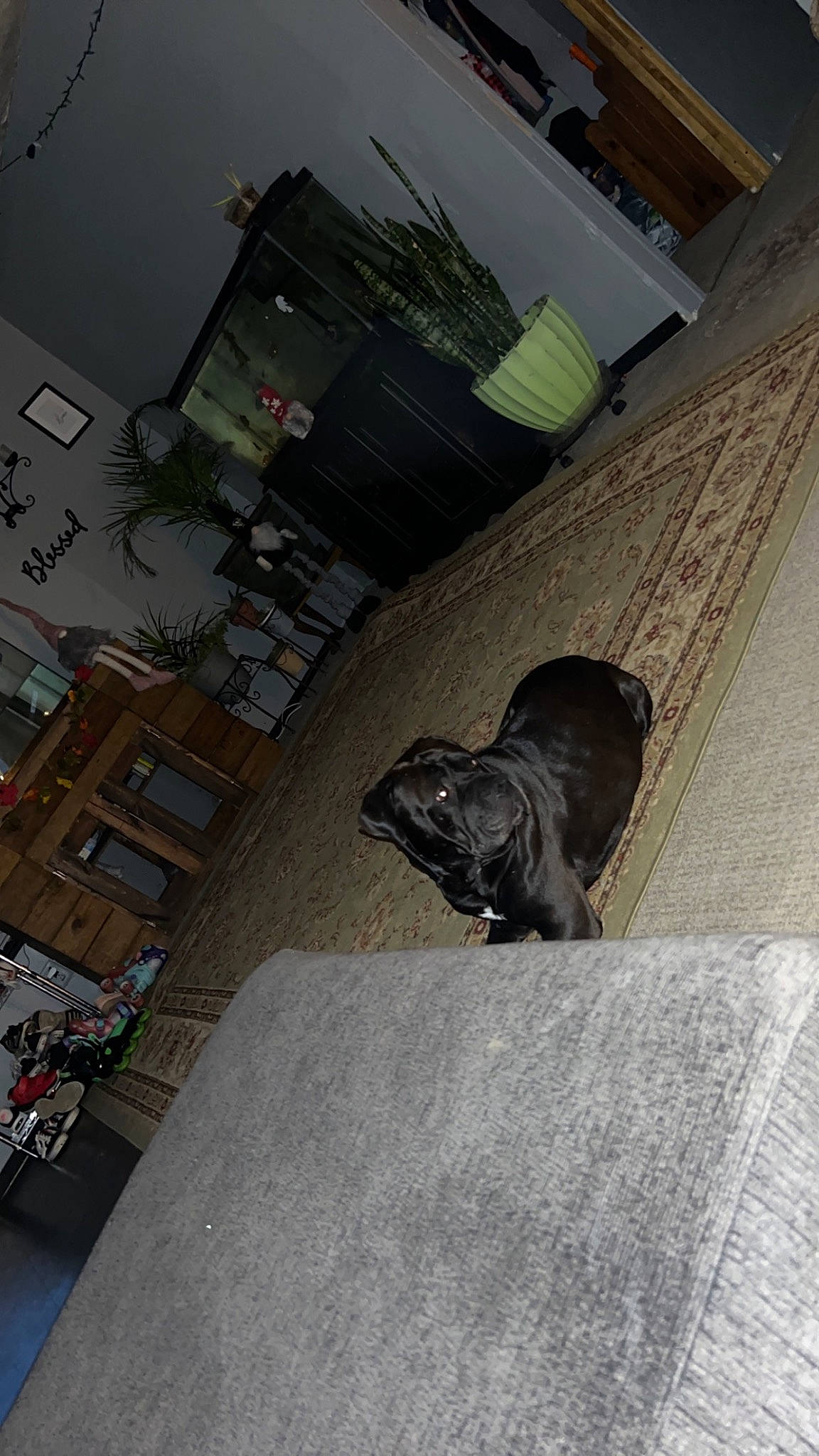 Lucy joined the competition — help win amazing prizes! asphalt, automotive_tire, carnivore, companion_dog, dog_breed, felidae, floor, flooring, grey, hardwood, road_surface, room, sidewalk, sitting, street, tail, tints_and_shades, tire, wheel, wood