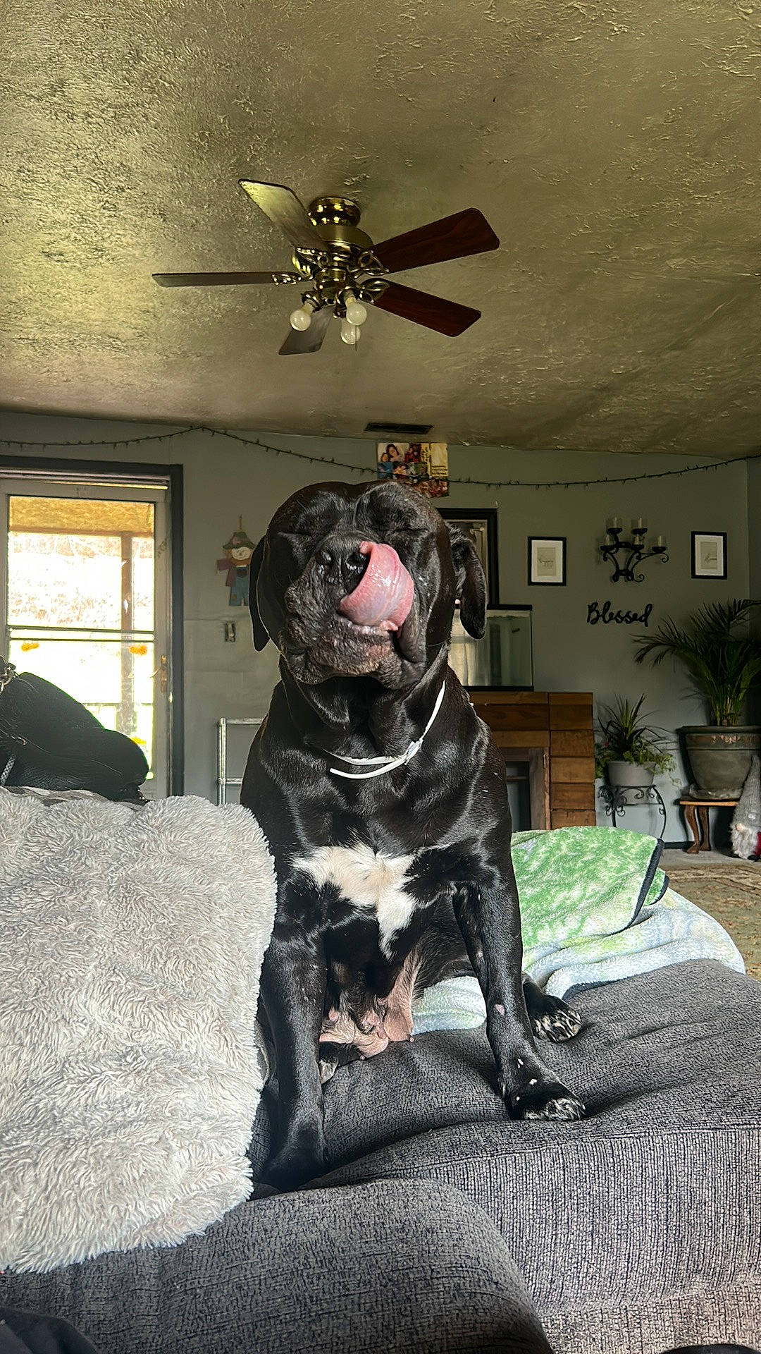 Lucy joined the competition — help win amazing prizes! canidae, carnivore, ceiling_fan, comfort, companion_dog, dog, dog_breed, fawn, flooring, flowerpot, fur, grey, houseplant, living_room, mechanical_fan, picture_frame, plant, snout, sporting_group, window