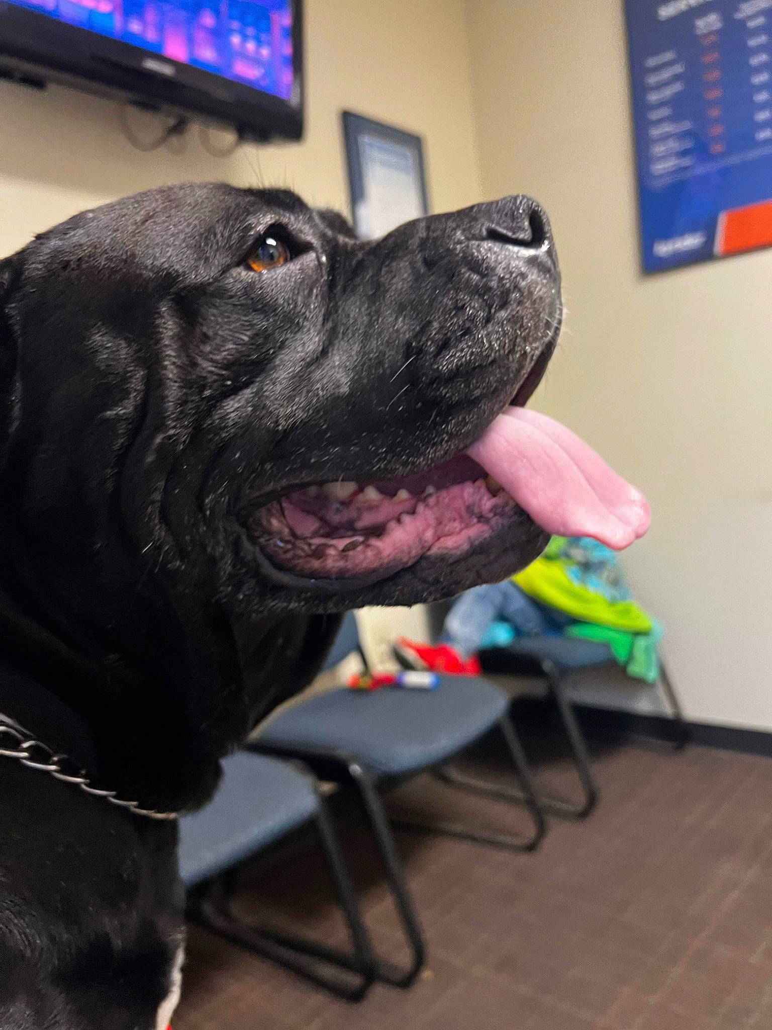 Lucy is registered to the contest to win money with this photo: animal_training, borador, canidae, carnivore, collar, companion_dog, dog, dog_breed, dog_collar, fawn, fur, guard_dog, leash, non_sporting_group, personal_protective_equipment, sporting_group, whiskers, working_animal, working_dog