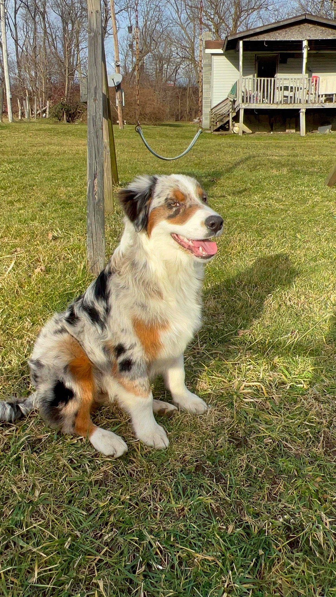 Milo joined the competition — help win amazing prizes! australian_collie, australian_shepherd, bench, border_collie, carnivore, companion_dog, dog, dog_breed, grass, gun_dog, herding_dog, plant, porch, sporting_group, tail, terrestrial_animal, tree, whiskers, working_dog, yard