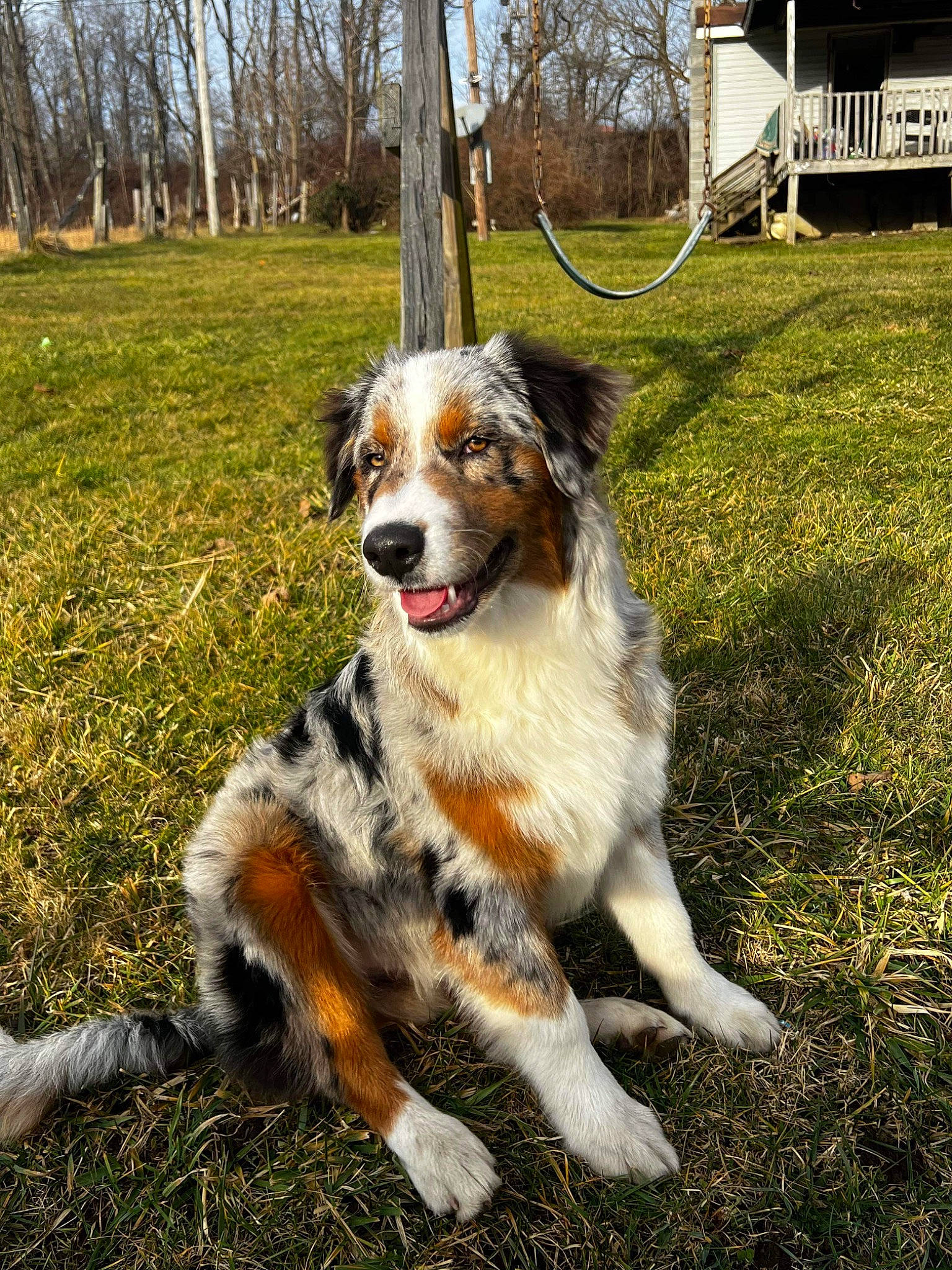 Milo joined the competition — help win amazing prizes! art, australian_shepherd, carnivore, companion_dog, dog, dog_breed, grass, herding_dog, plant, sporting_group, tail, terrestrial_animal, tree, working_dog