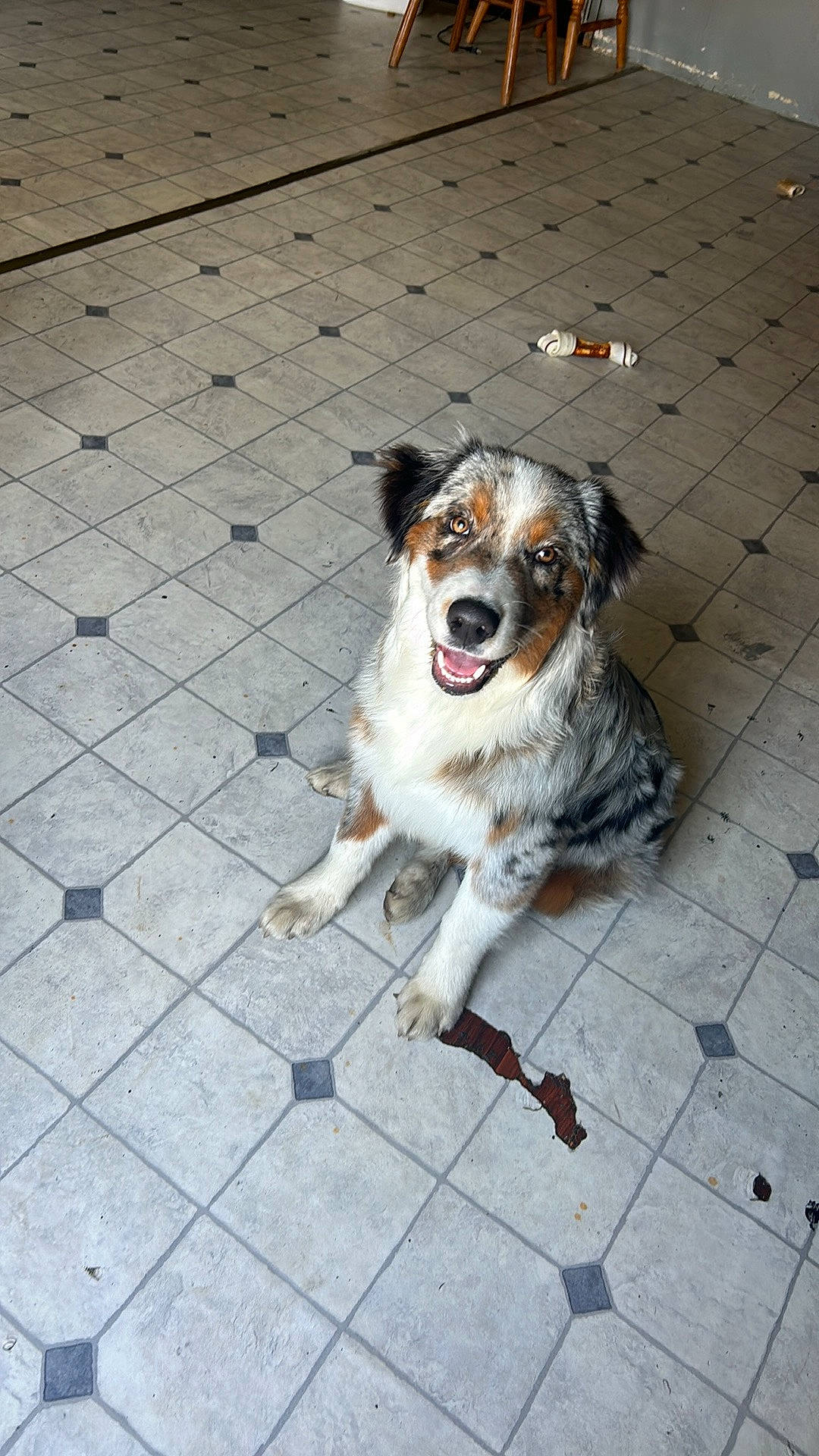 Milo is registered to the contest to win money with this photo: ball, canidae, carnivore, companion_dog, dog, dog_breed, door, floor, flooring, fur, paw, plant, road_surface, sidewalk, snout, sporting_group, street_dog, tail, whiskers, working_dog