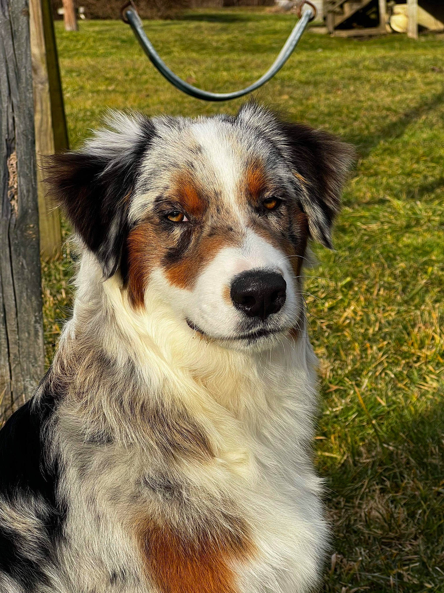 Milo joined the competition — help win amazing prizes! ancient_dog_breeds, art, carnivore, collar, companion_dog, dog, dog_breed, eye, fur, grass, herding_dog, houseplant, plant, snout, sporting_group, terrestrial_animal, tree, whiskers, working_animal, working_dog